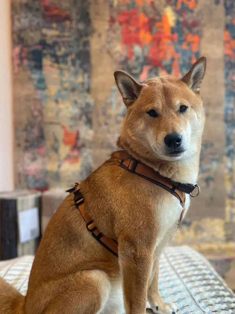 Carpetlounge Berlin
